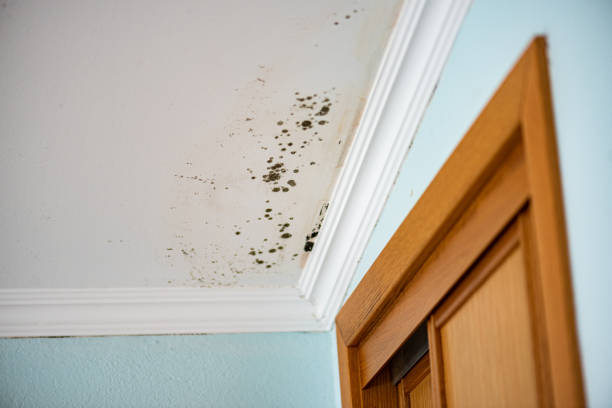 Trusted Carlisle, OH Mold Remediation Experts