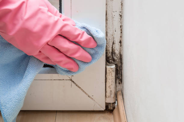 Best Industrial Mold Remediation in Carlisle, OH